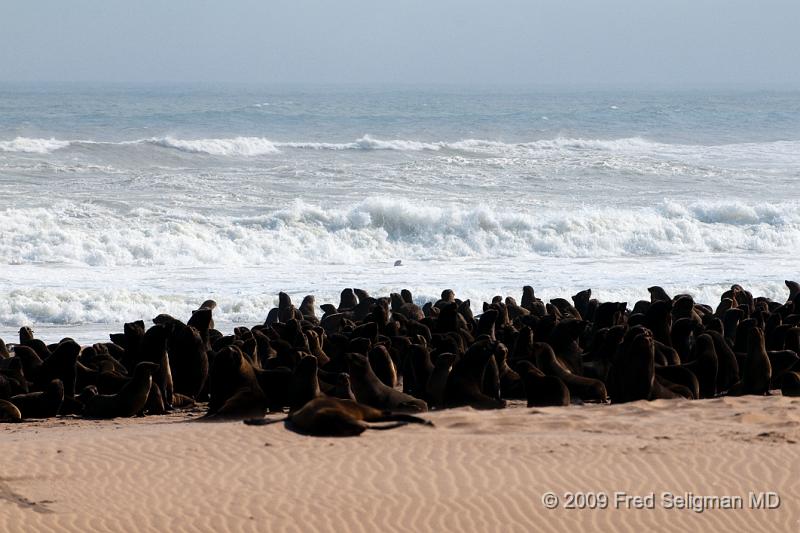 20090605_151403 D300 X1.jpg - Seals on Skeleton Coast of Namibia.  Seal culling occurs in both Namibia and Canada.  In Namibia it has resulted in a population imbalance of seals by interfering in the breeding cycle